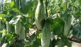 烟台吃瓜网红是谁,瓜界风云人物背后的故事